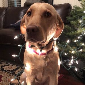 Meet your Posher, Jordan